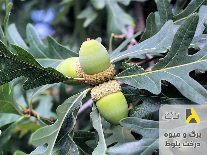 برگ و میوه درخت بلوط برای شناسایی چوب طبیعی بلوط