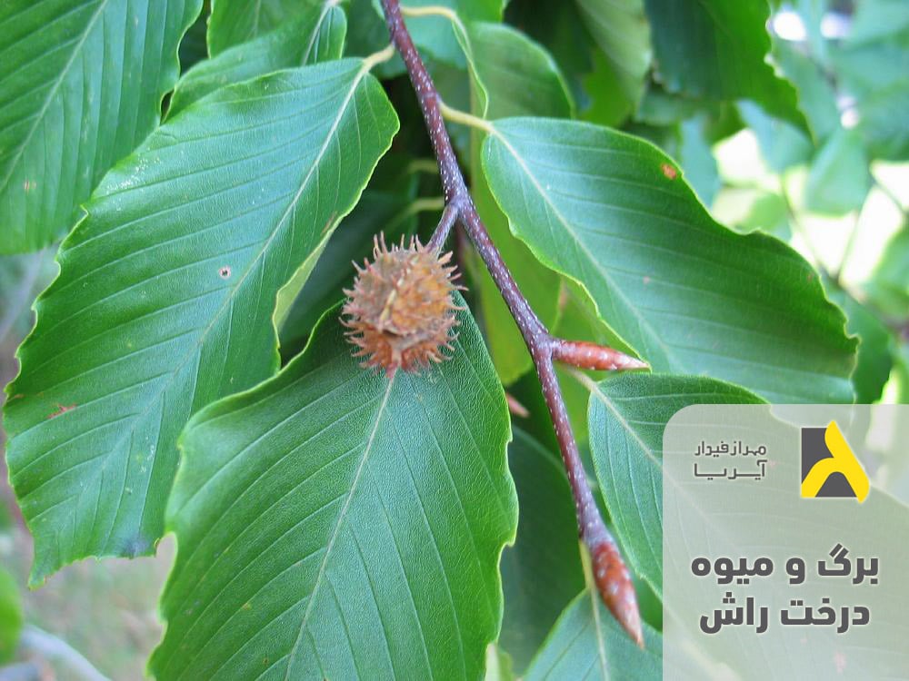 برگ و میوه درخت راش برای تشخیص چوب طبیعی راش